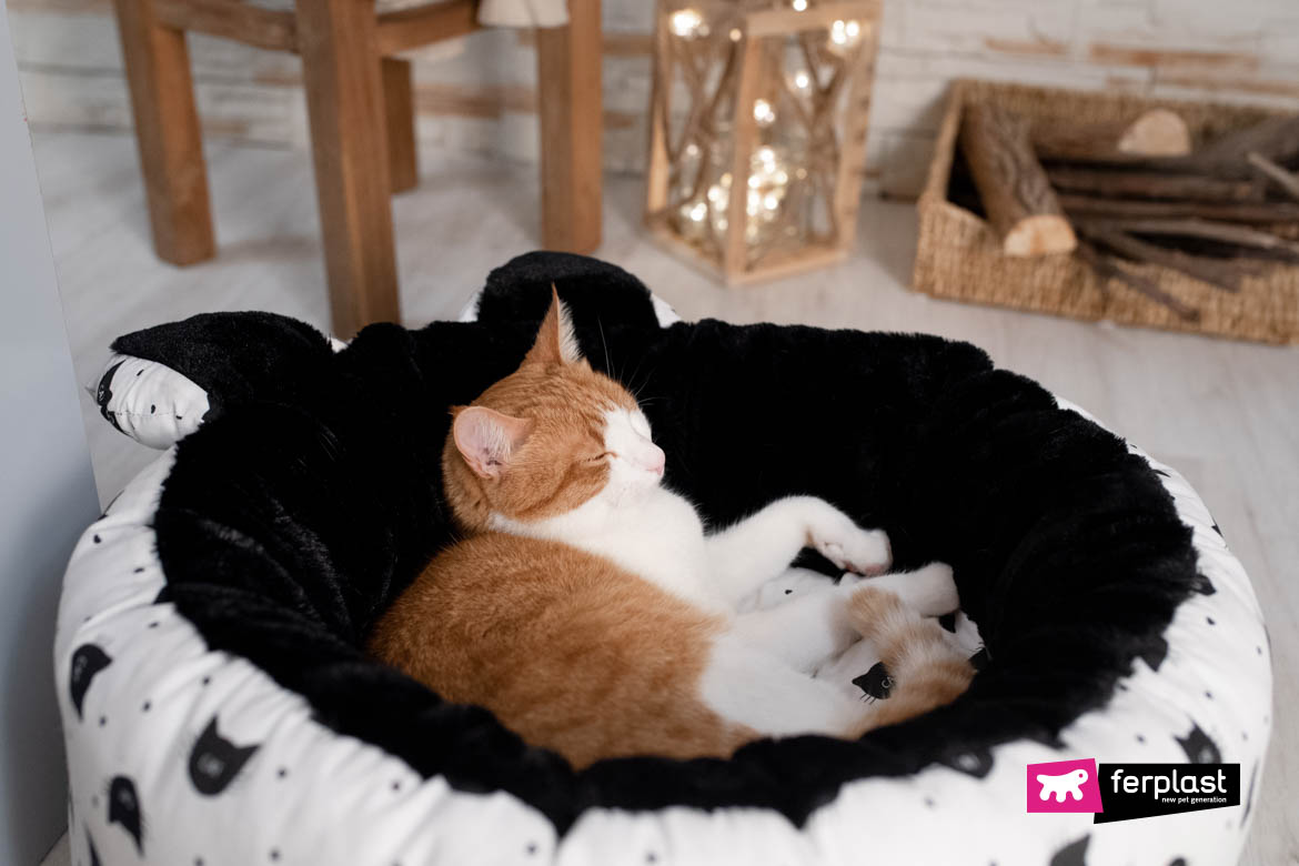 Do Cats Dream When They Sleep Best Cushions For Cats