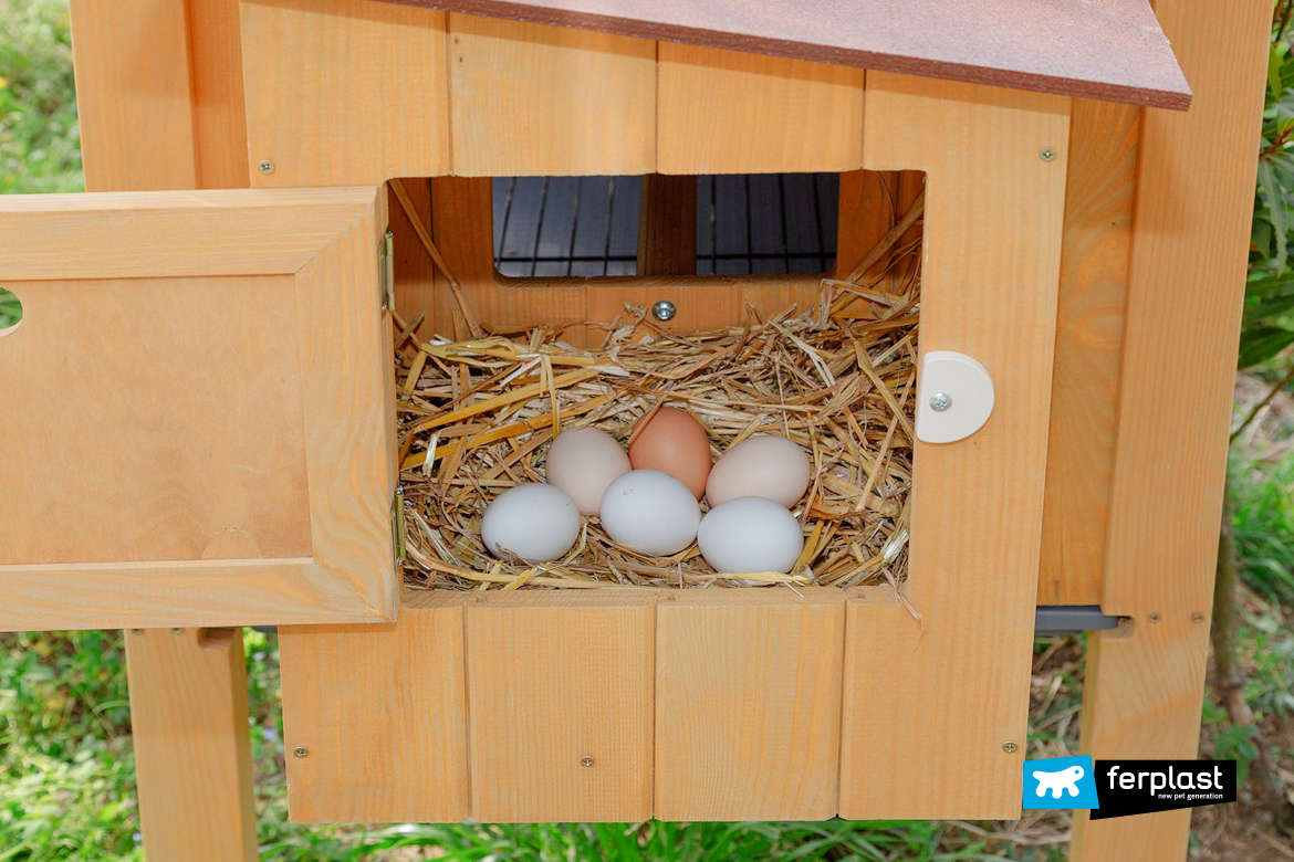 Perchè Le Galline Non Fanno Le Uova