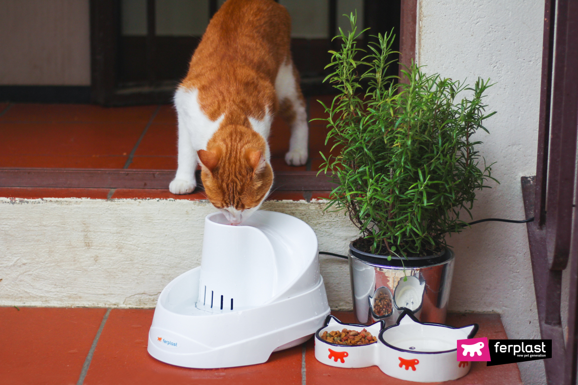 Ferplast vega fontanella per gatti e cani