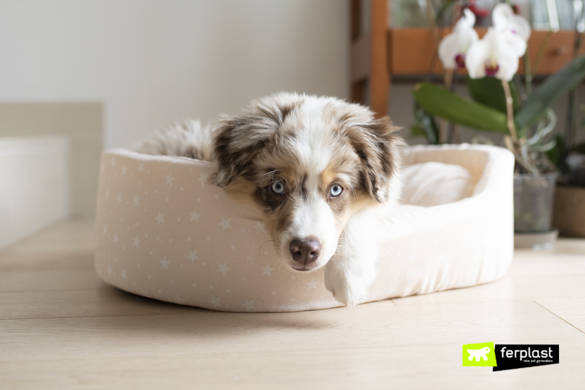 australian shepherd dogs for adoption