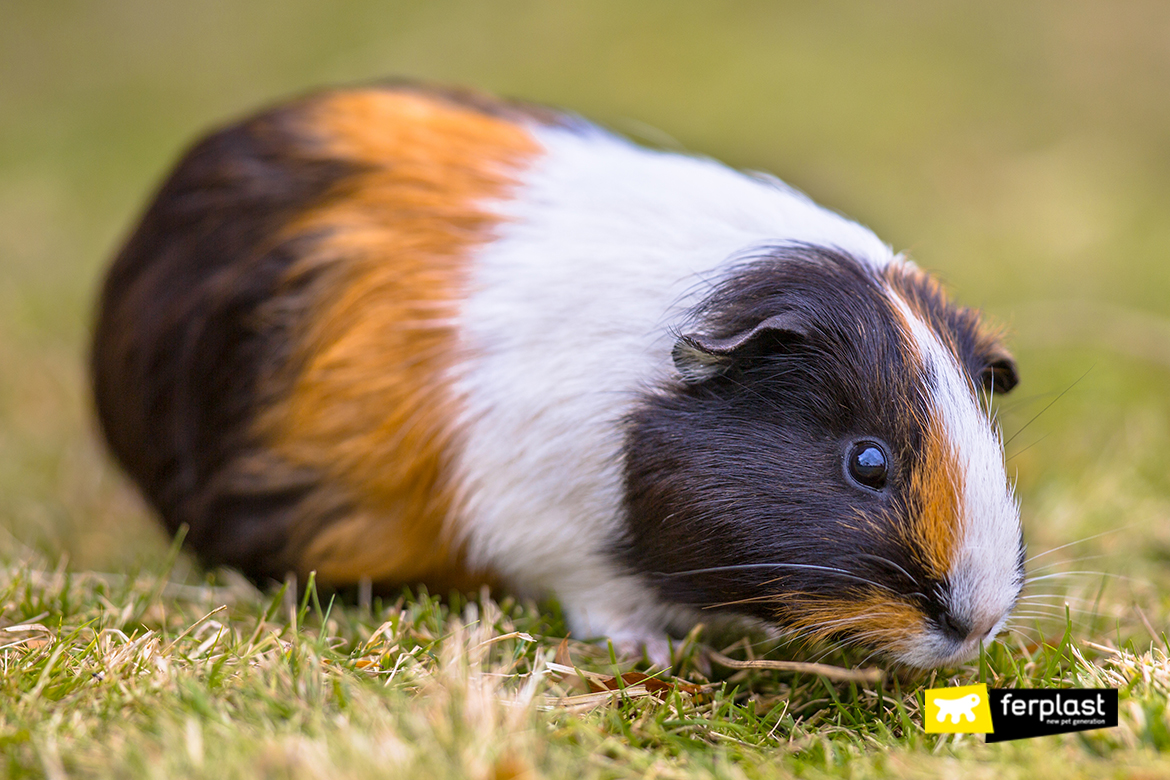 short haired guinea pig