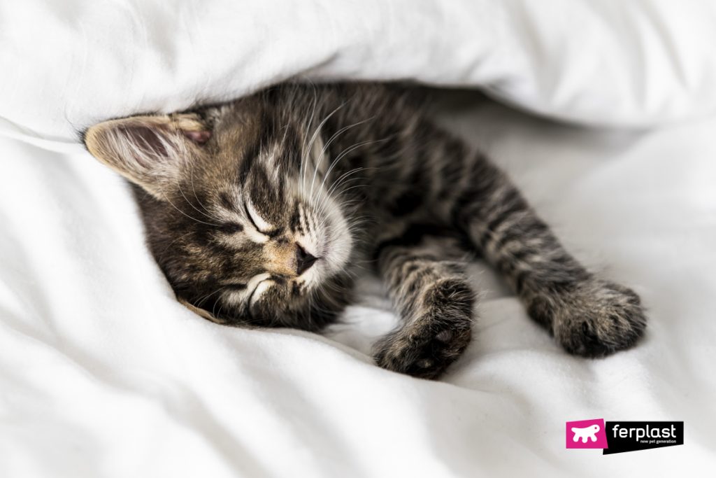 Comment Faire Dormir Un Chat La Nuit 3 Conseils Utiles