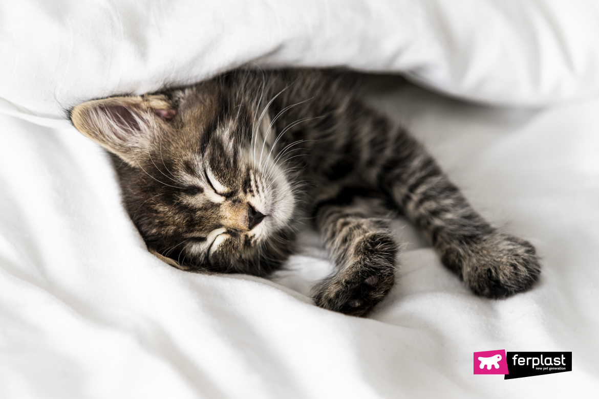 Милый маленький котенок спит, накрытый одеялом, заставляет кошку спать