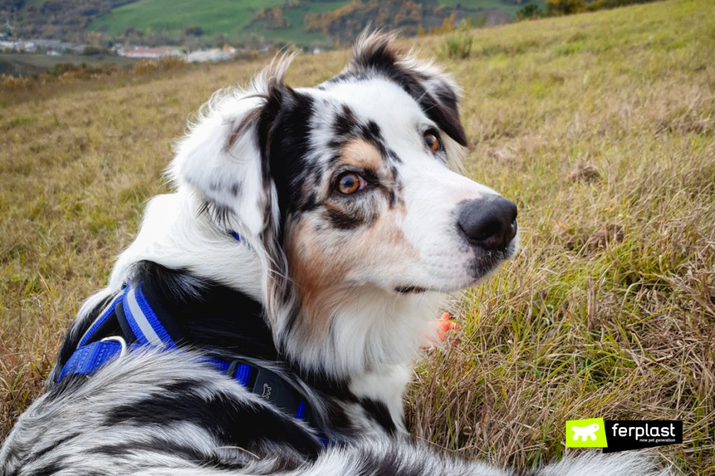 The Australian Shepherd Everything You Need To Know Before Adopting It