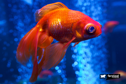 Pesci per un acquario di piccole dimensioni: le 6 principali specie ittiche