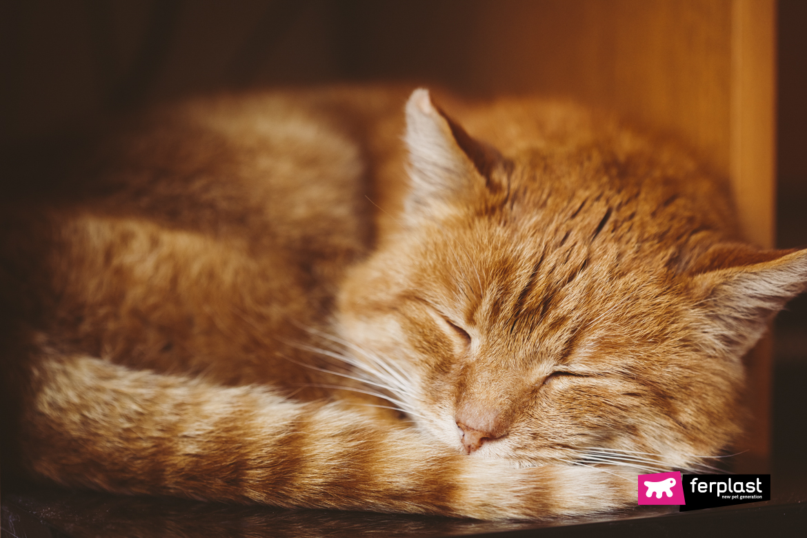 Remédios se o gato não dormir hiperativo à noite