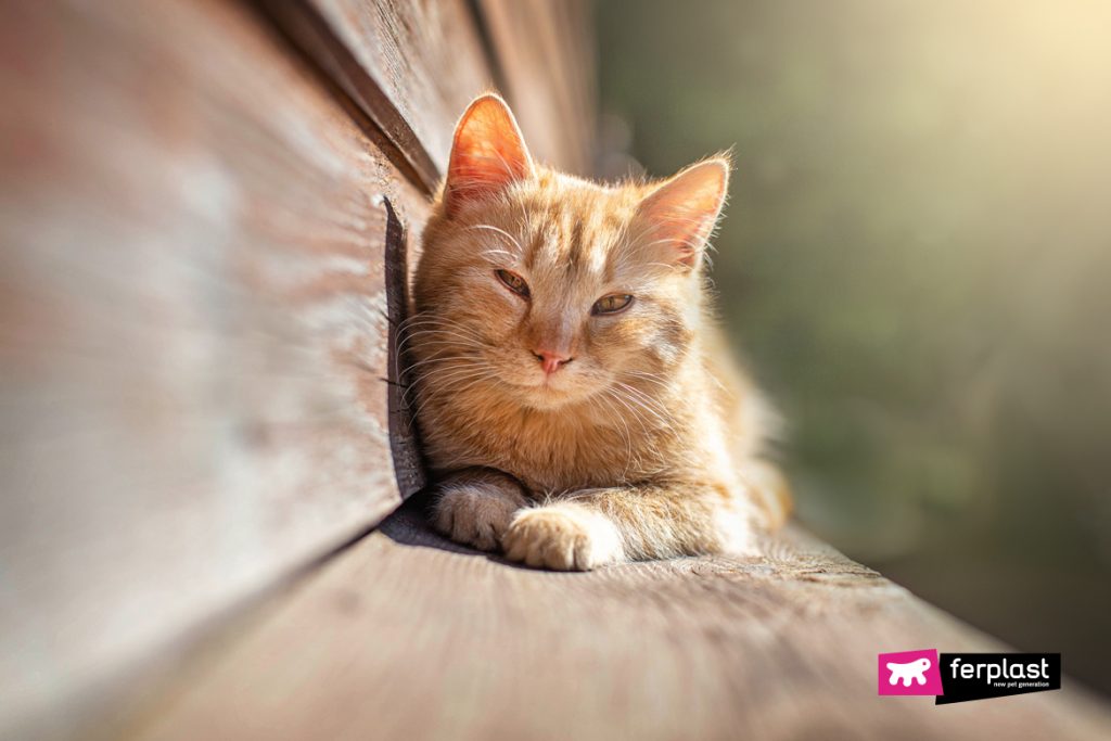 Le Soleil Fait Du Bien Aux Chats Love Ferplast