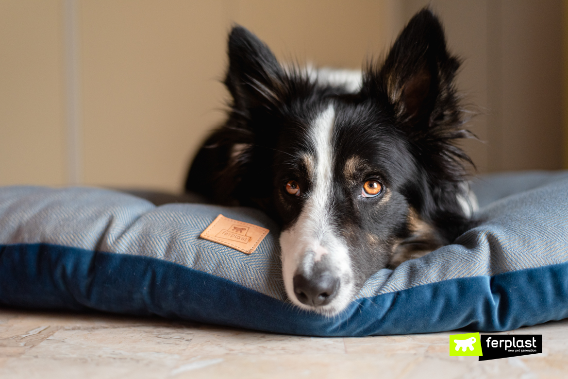 Attila-border-collie-y-el-cojin-azul-de-ferplast