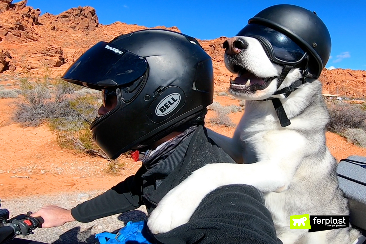 Come portare il cane in moto: come farlo e normativa 
