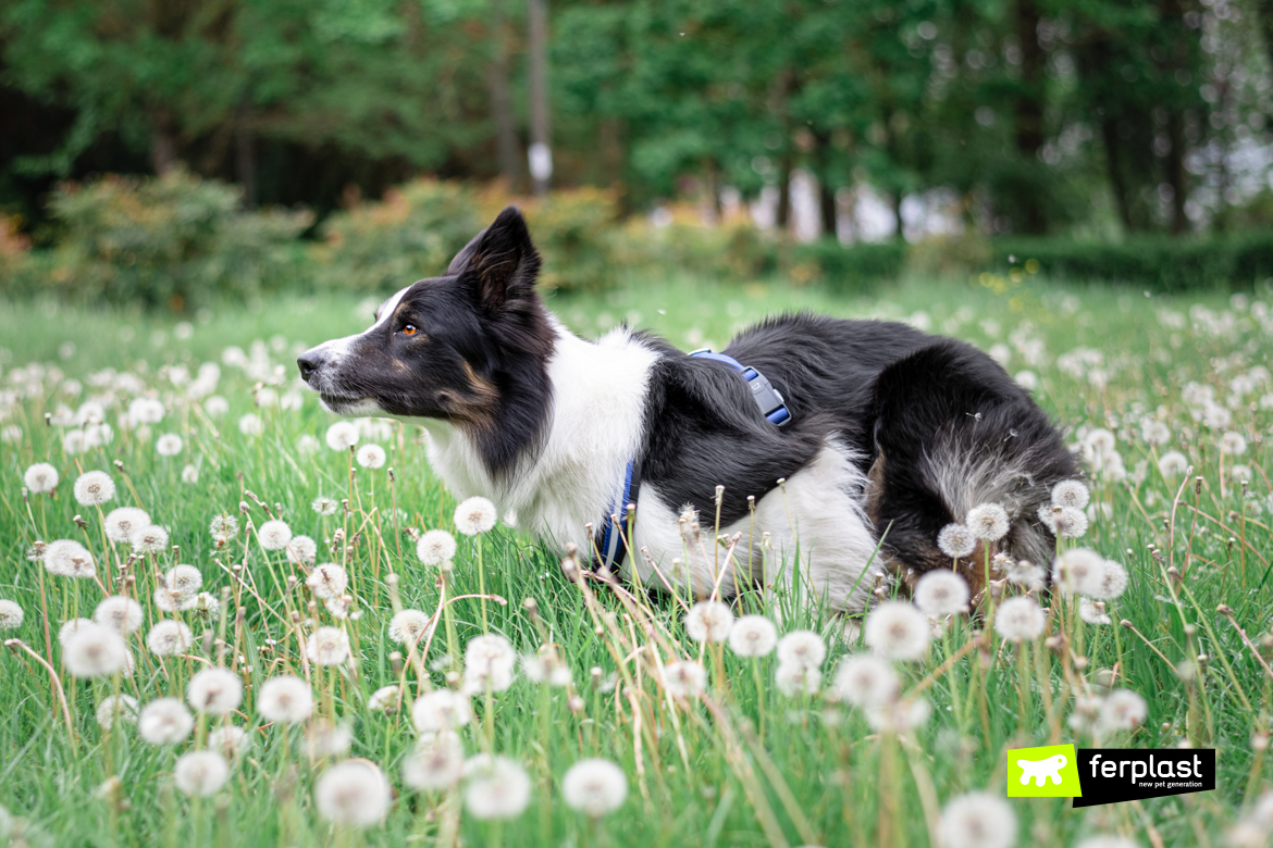 Attila-el-border-collie-que-corre-en-un-prado