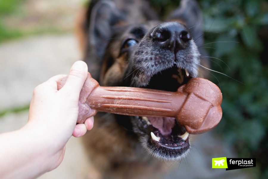 como melhorar dente de cachorro respiração dentição