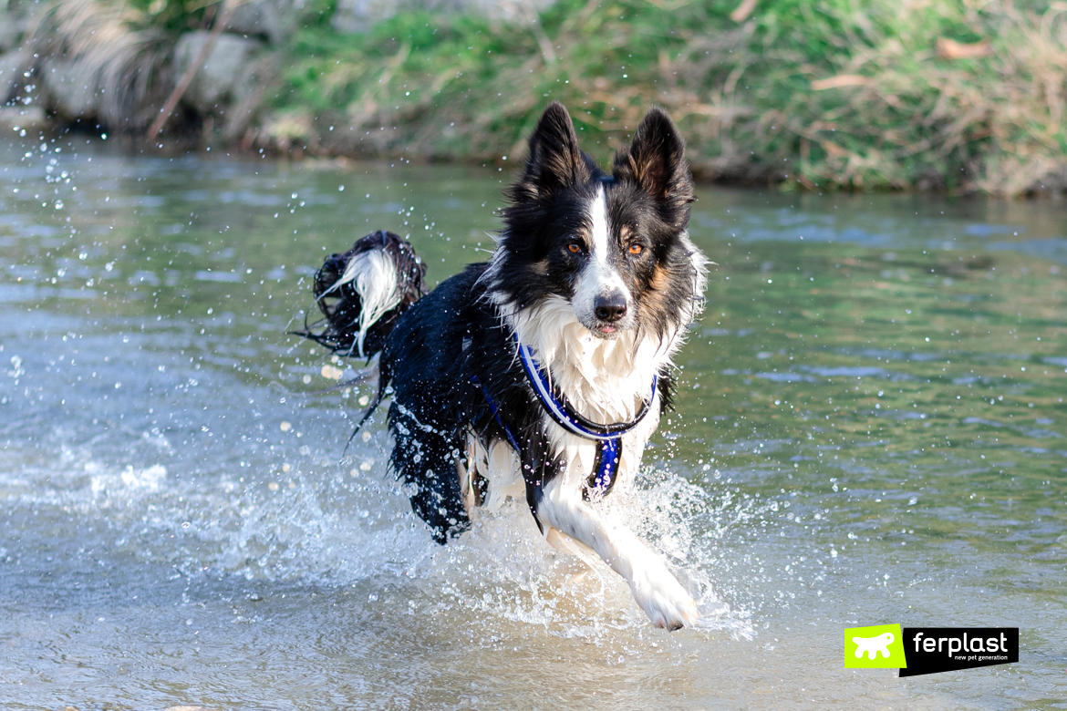 Border-collie-läuft-in-den-Fluss