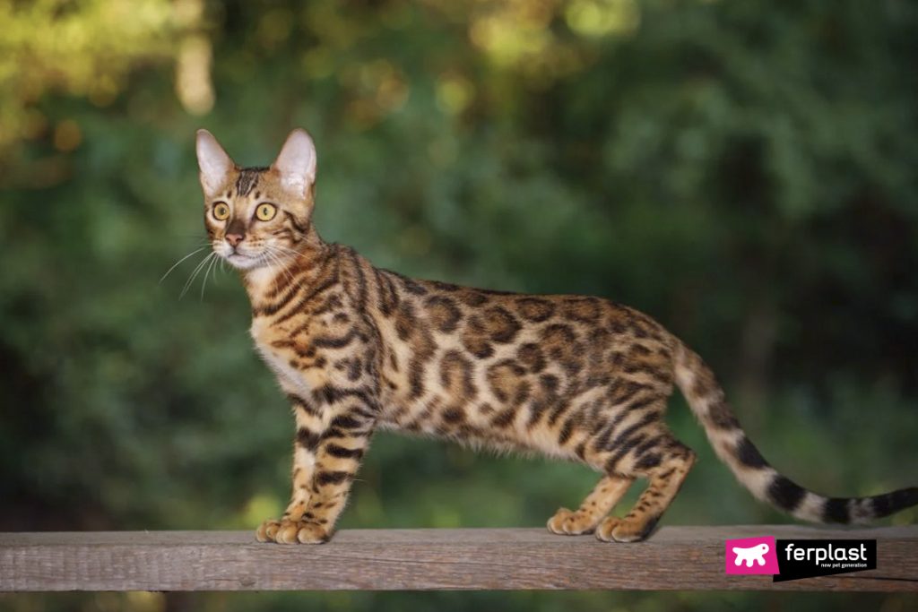 A store bengal cat