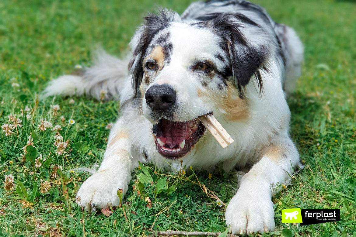 A Cosa Servono I Giochi Da Masticare Per Cani? Scopri i Goodbite Natural