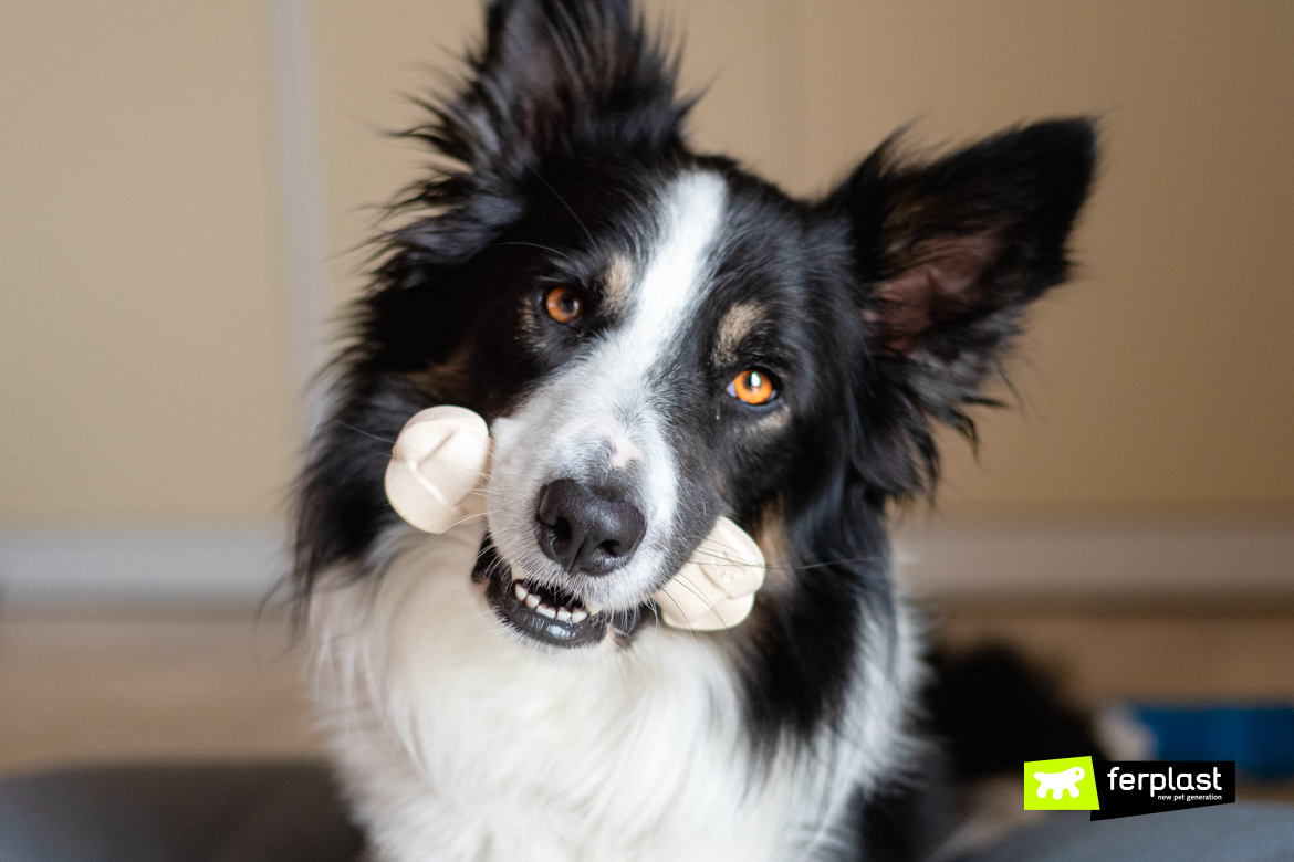 Alex-border-collie-ferplast