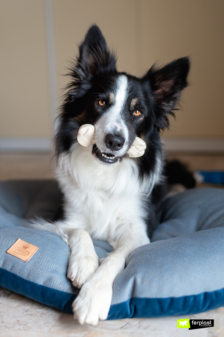 Attila-border-collie-tricolor-con-un-cojin-azul-ferplast