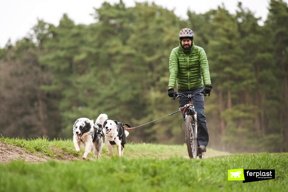 Mountain biking dog store breeds