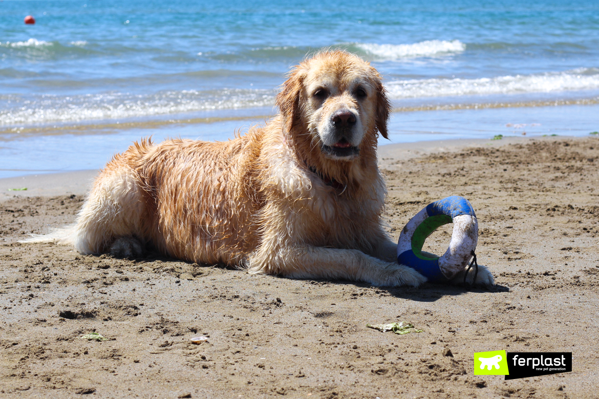 risco de cachorro na praia