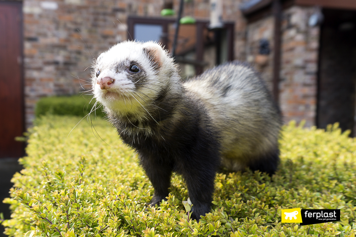 The Various Types Of Ferret Colour Fur And Size
