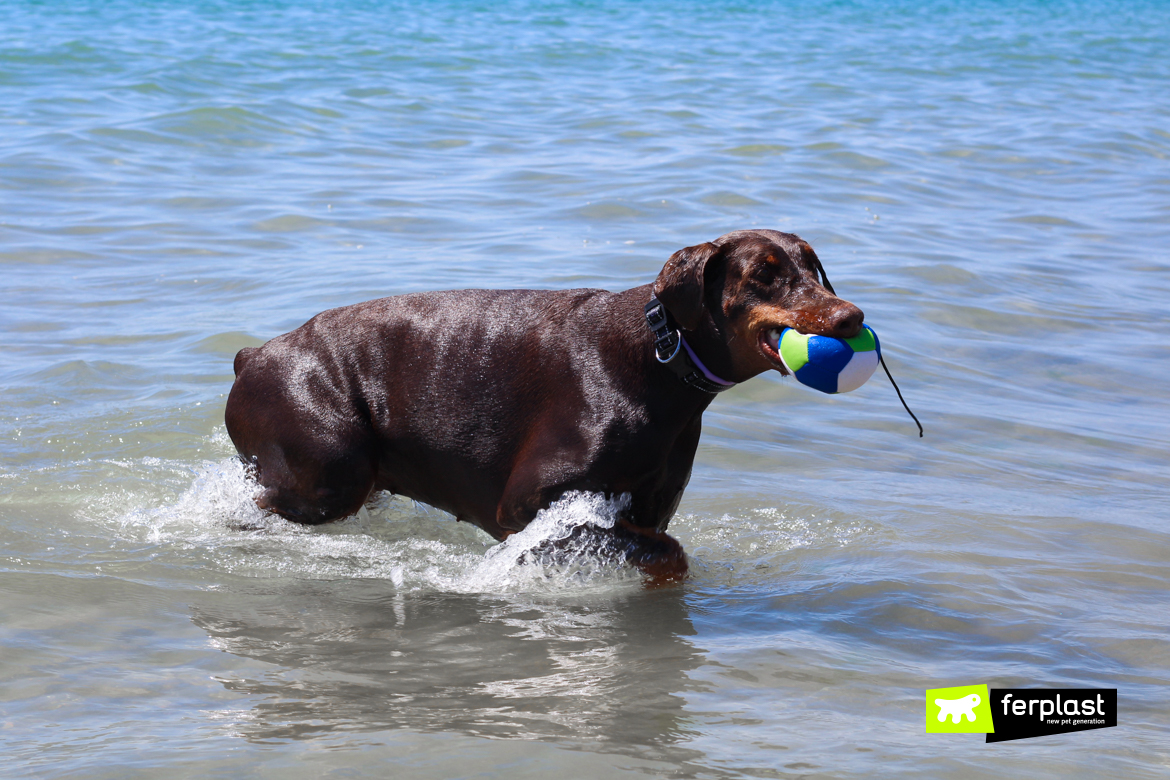 Férias com cão riscos