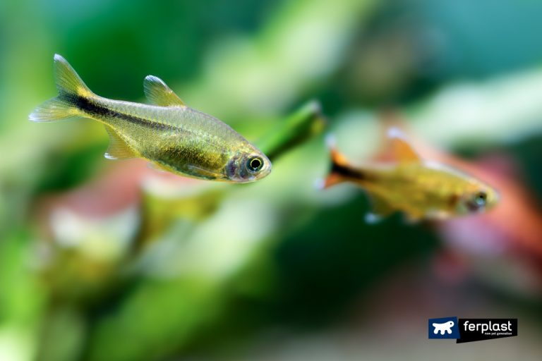 How Do Fish Sleep Inside The Aquarium? Curious facts about Fish