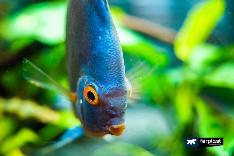 How Do Fish Sleep Inside The Aquarium? Curious facts about Fish