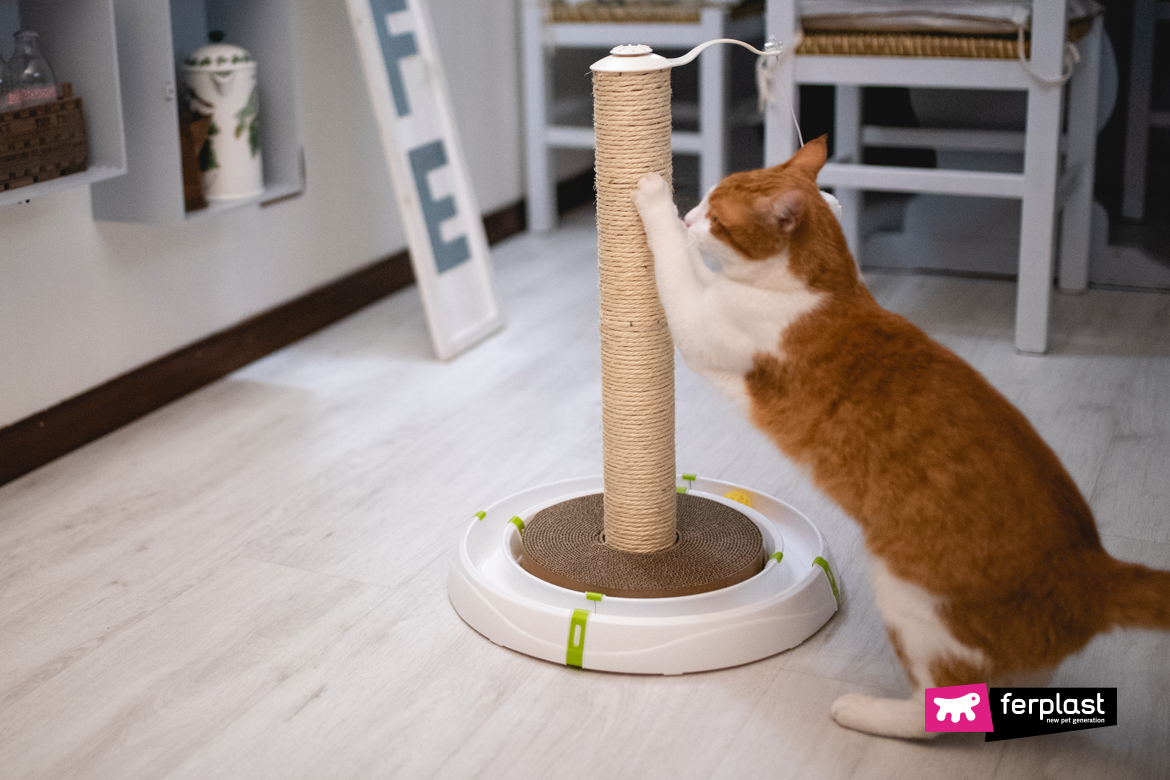 https://blog.ferplast.com/wp-content/uploads/2020/07/come-far-divertire-gatto-giochi-idee.jpg