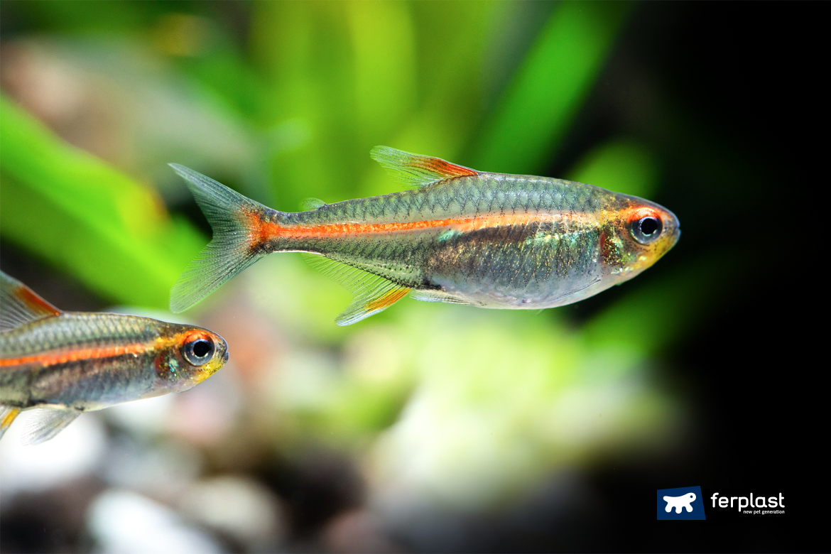 How Do Fish Sleep Inside The Aquarium? Curious facts about Fish
