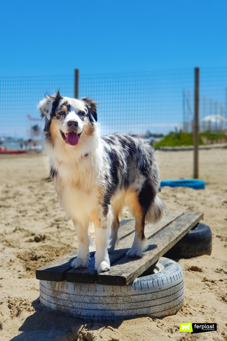 At The Beach With The Dog, The Adventures Of Happy