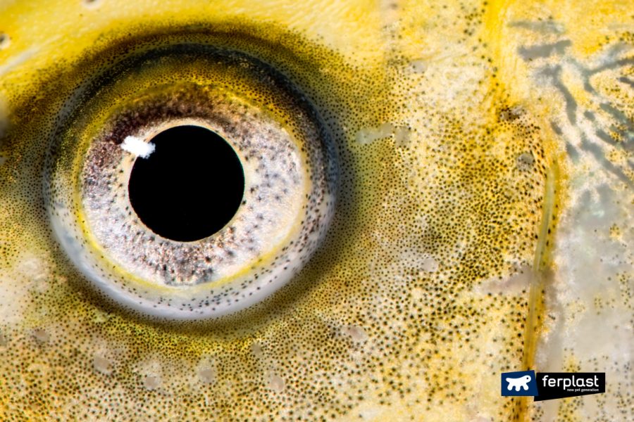 How Do Fish Sleep Inside The Aquarium? Curious facts about Fish