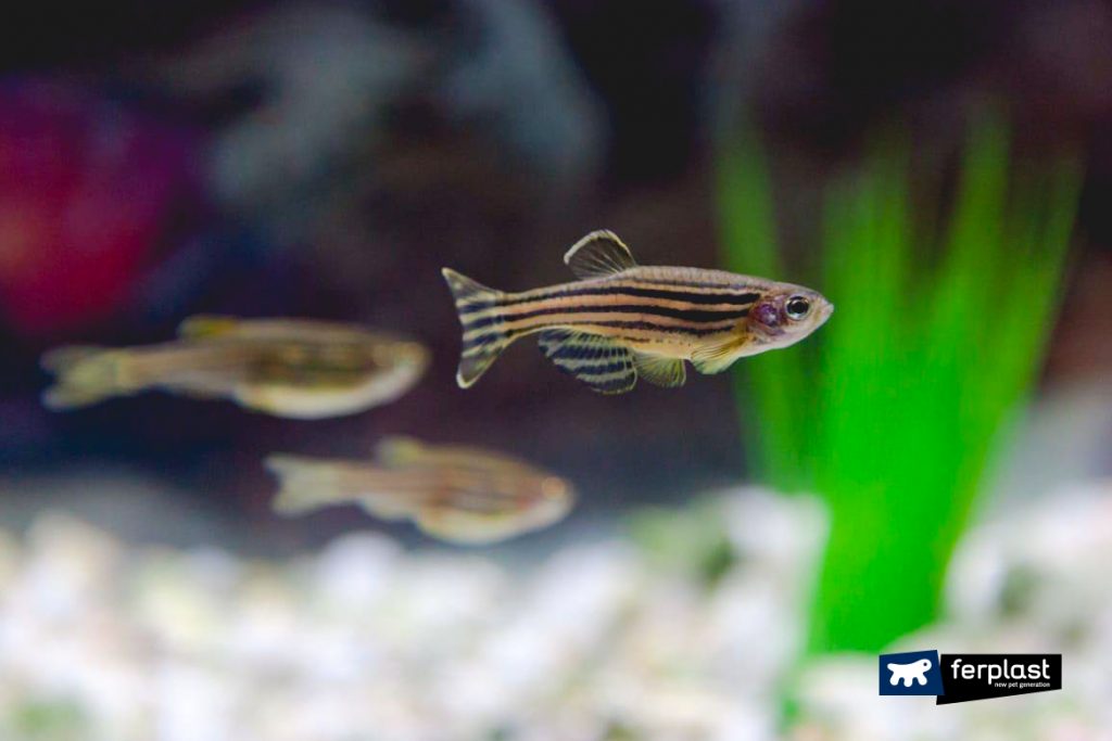 Come Dormono I Pesci nell’Acquario? Fatti Curiosi sul Sonno dei Pesci