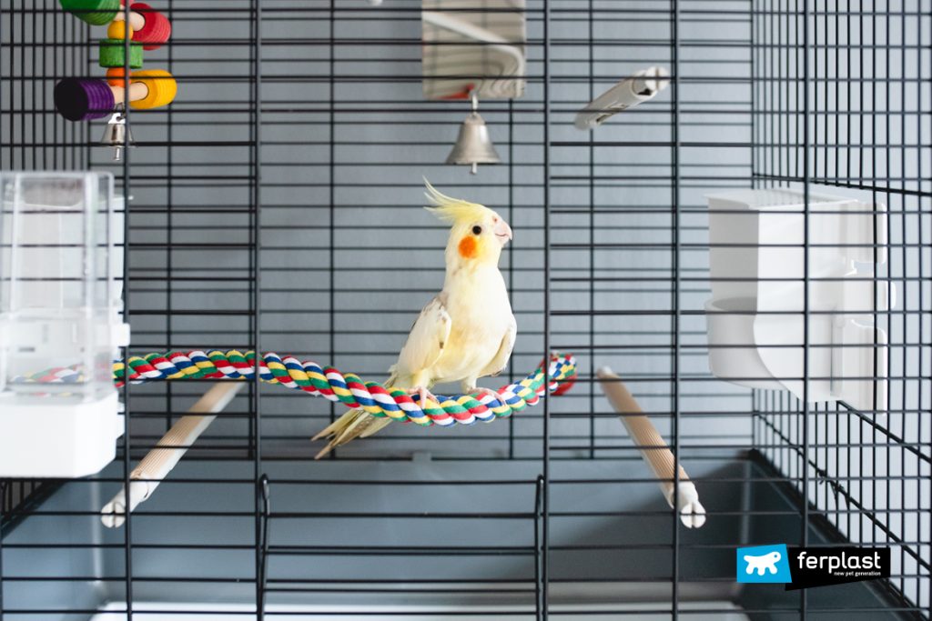 The Cockatiel, How To Set Up Its Home: Feeder and Toys