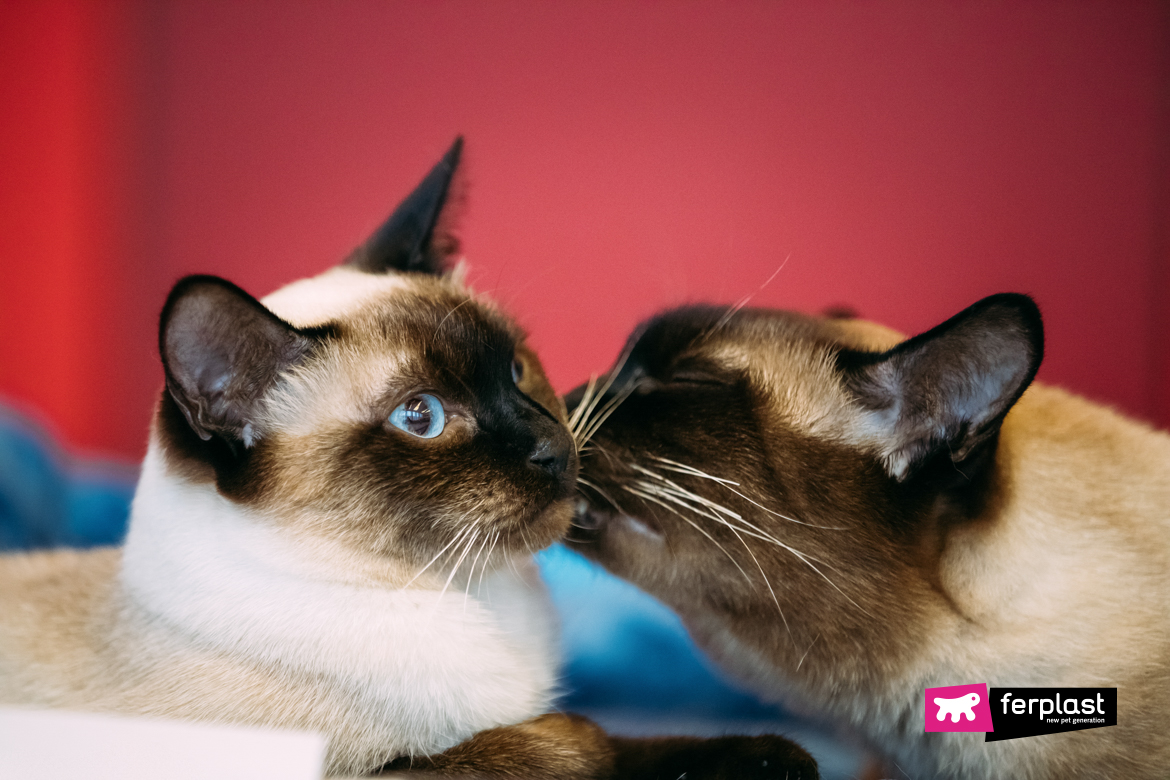 Почему Кошки Вылизывают Друг Друга? Понимание поведения кошки