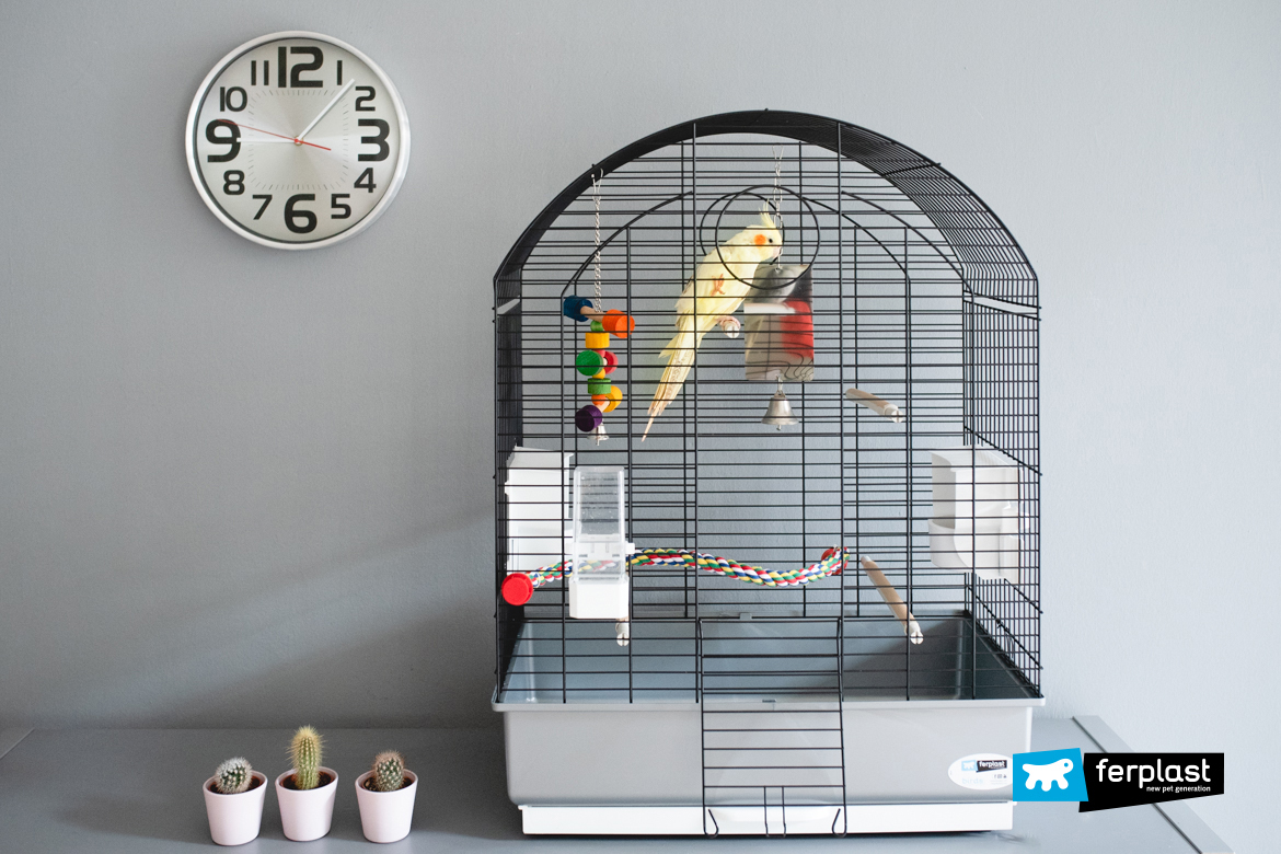 The Cockatiel, How To Set Up Its Home: Feeder and Toys