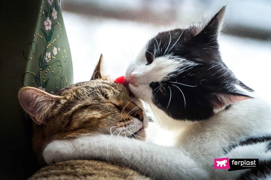 Why Do Cats Lick Each Other? Understanding your Cat