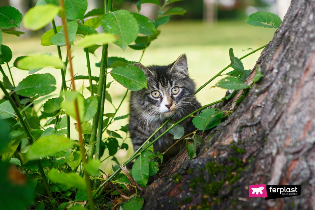 ADOPTER UN CHAT ERRANT : SON ARRIVÉE À LA MAISON - LOVE FERPLAST