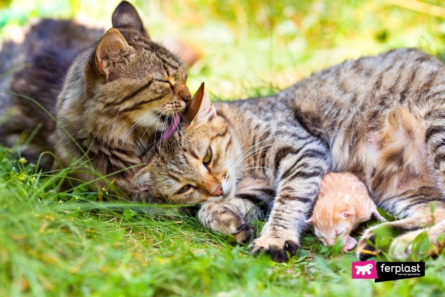 Если кошки вылизывают друг друга что это значит. Смотреть фото Если кошки вылизывают друг друга что это значит. Смотреть картинку Если кошки вылизывают друг друга что это значит. Картинка про Если кошки вылизывают друг друга что это значит. Фото Если кошки вылизывают друг друга что это значит