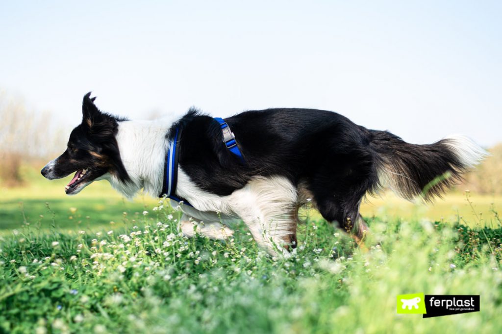 CLASSEMENT DES CHIENS AYANT UNE ESPÉRANCE DE VIE PLUS LONGUE LOVE FERPLAST