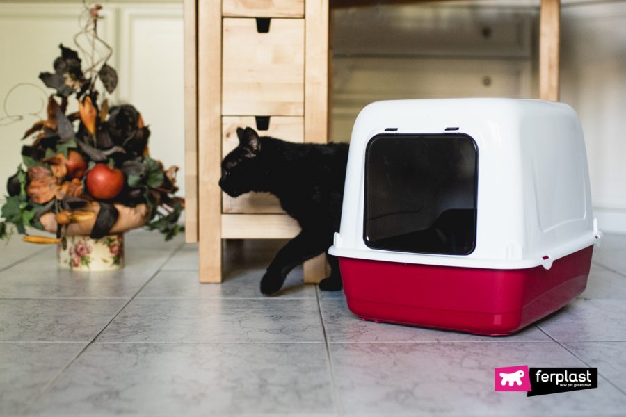 The Cat No Longer Uses The Litter, How To ReTrain Him