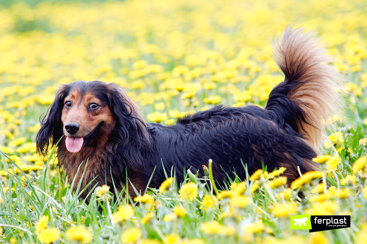 Dachshund Dog, How Many Types Are There? Size, Hair and Color