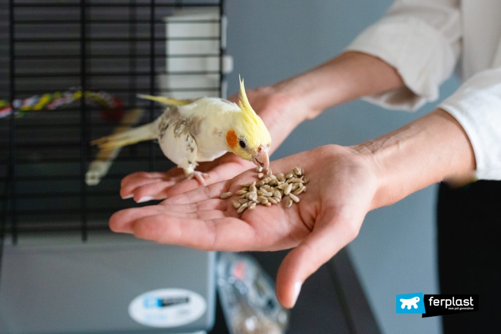 Parrocchetto Ondulato e Calopsite: Alimentazione Corretta
