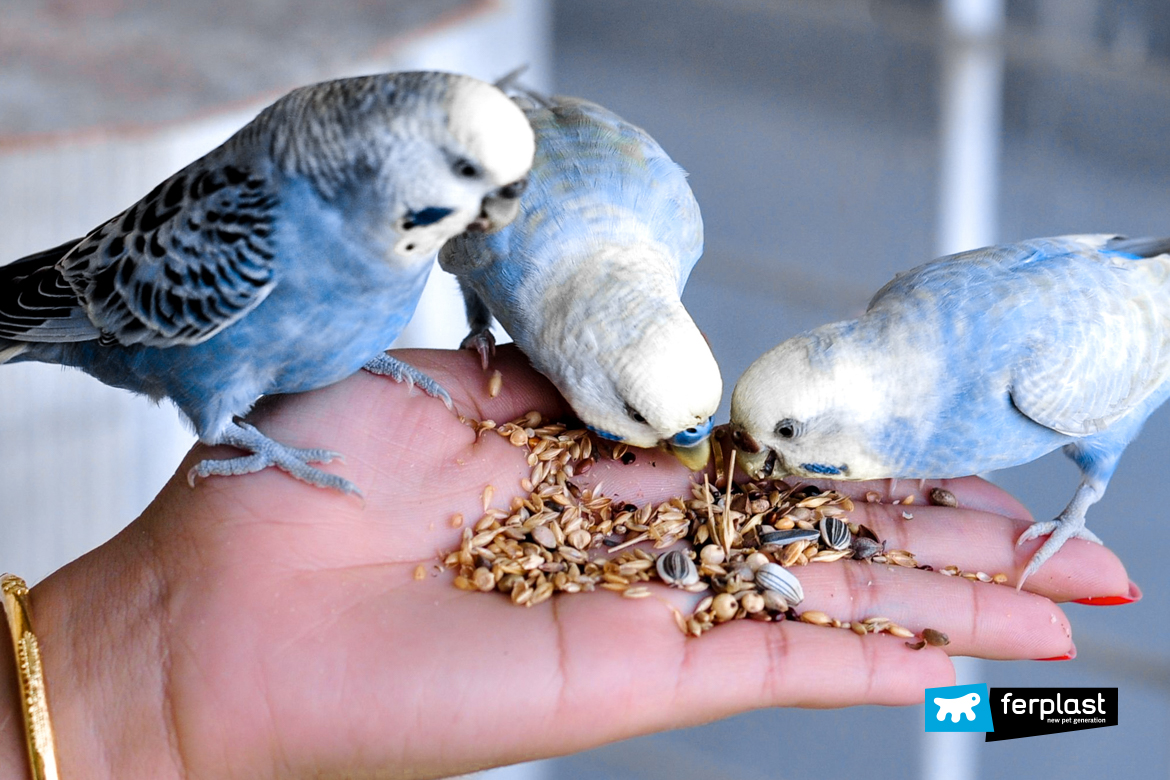 Budgie shop bird diet