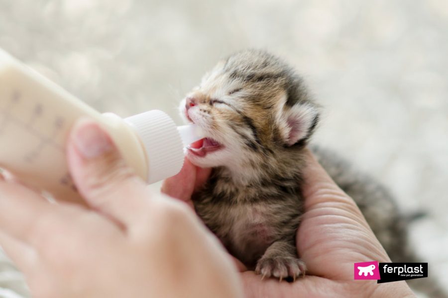 Кормление маленькой кошечки заменителем молока