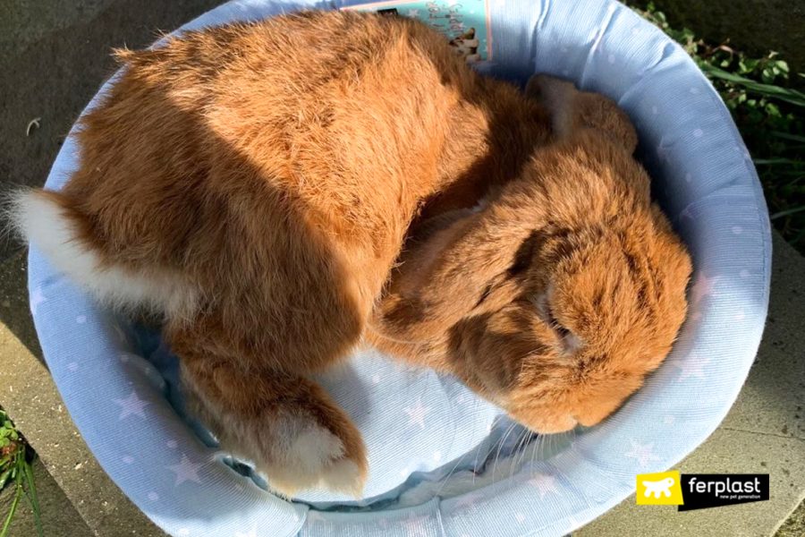 Overweight Rabbit, How To Recognize It And What To Do