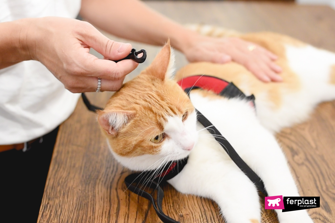 Qui sont ces gens qui promènent leur chat en laisse?