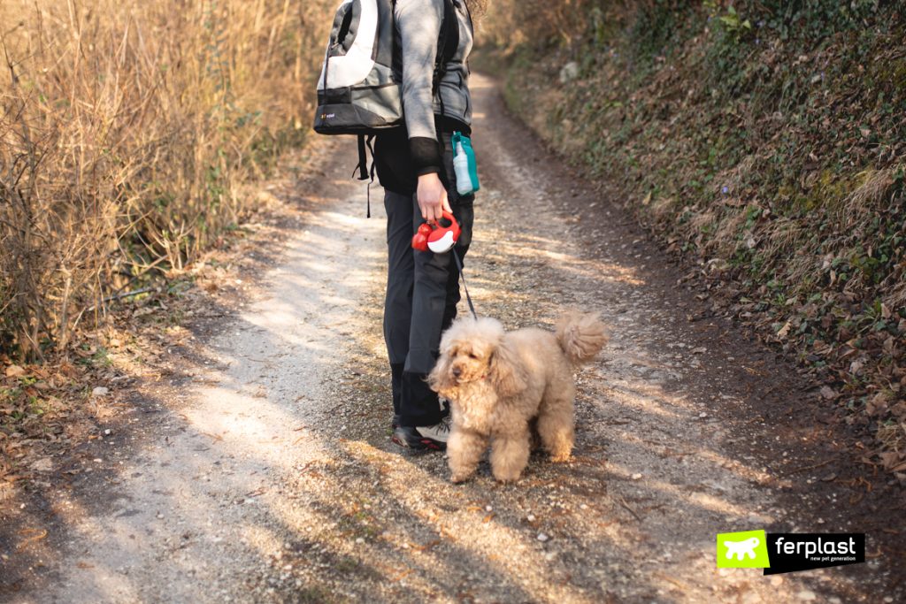 Comment Nettoyer Les Pattes Du Chien Après La Promenade