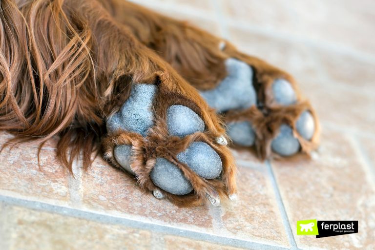 Comment Nettoyer Les Pattes Du Chien Après La Promenade