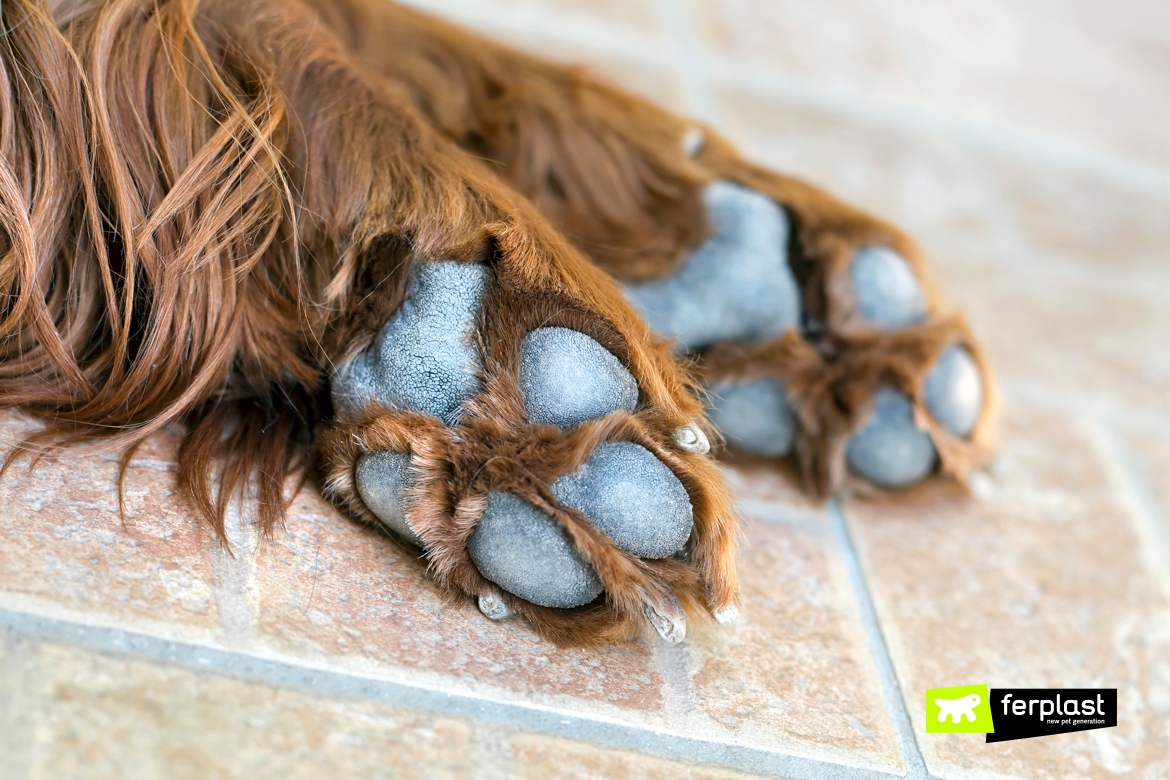 Come pulire le zampe del cane dopo la passeggiata