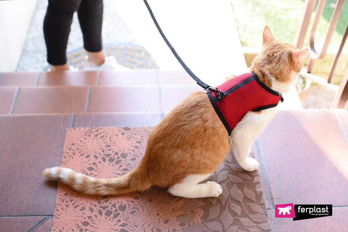 Does The Cat On Leash Suffer? The Best Harnesses for Cats