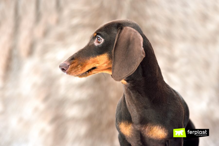 Cane Bassotto, Quanti Tipi Esistono? Dimensione, Colore e Pelo Cane Bassotto, Quanti Tipi Esistono? Dimensione, Colore e Pelo